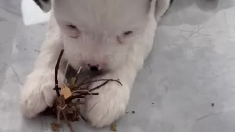 Stray puppy huddled up against the cold, Sobbing, Spotted by a passing lady