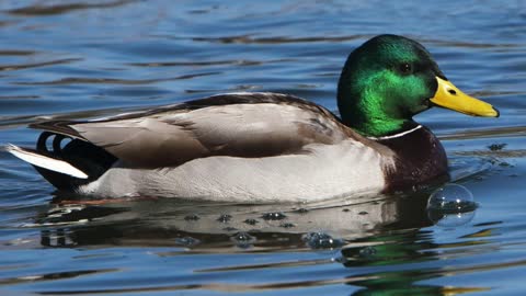 Mallard duck Call/Song/Sound - Chirping/Singing Birds