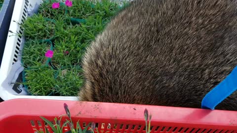 flower-loving raccoon