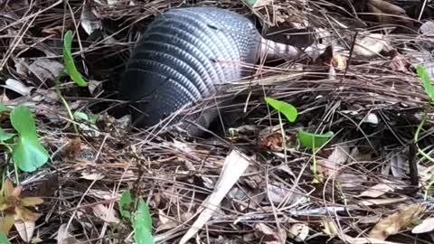 Hide and Seek Armadillo