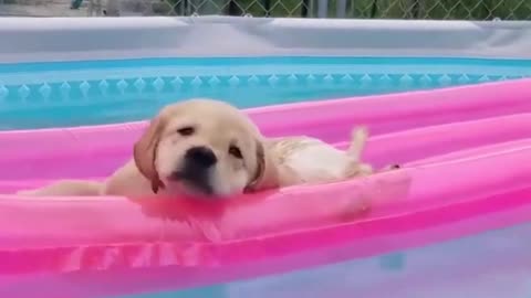 Funniest & Cutest Labrador Puppie 2021