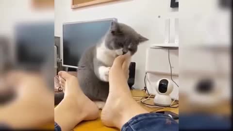 Cute cat loving her owner's feet