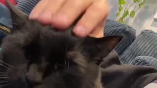 Kitty Makes Some Very Strange Sounds