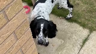 Doggo gets caught being naughty