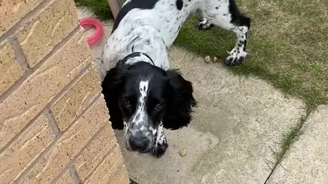 Doggo gets caught being naughty