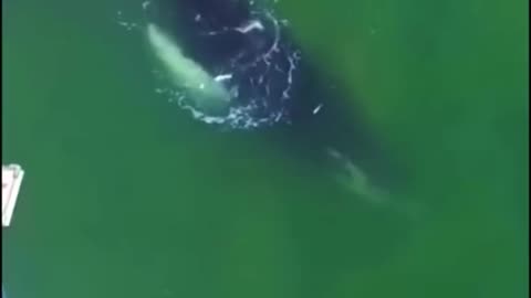Incredible Footage of a Baby Humpback Whale Swimming in Marina!