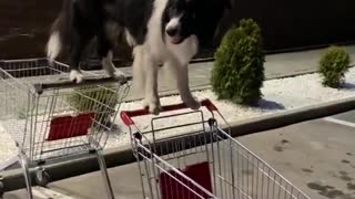 Clever Dog Balances Between Two Shopping Carts