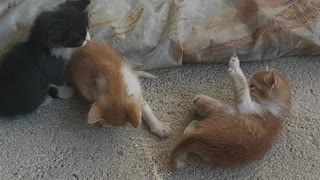 four baby kittens play