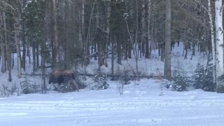 Moose along side the road