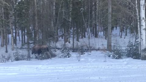 Moose along side the road