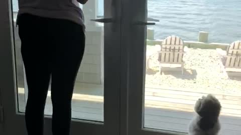 Dog mimicks friend at beach house