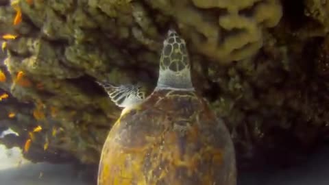 Giant Green Sea Turtles in the Red Sea, eilat israel