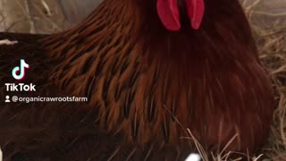 Broody hen | first time having eggs