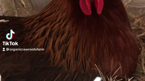 Broody hen | first time having eggs