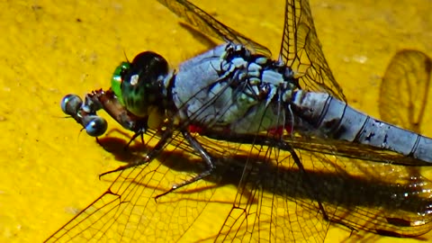 Dragonfly Eats Dragonfly