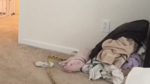 Mini Pig loves playing with the laundry