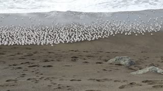 Birds on the Beach Run from Waves