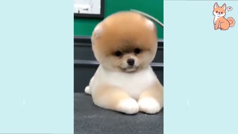 Baby Dog- Baby and Fluffy dog Video #9 | Baby Animals
