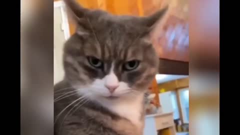 #pet #angry #tiktok angry Pet videos Angry - Funny Dogs And Cats of TikTok -1