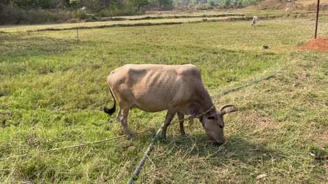 Cows Grazing on Grass at Dayalu Baba's Ashram