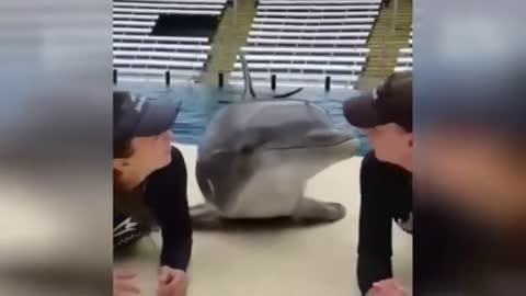 Cute Dolphin Loves Getting Kisses