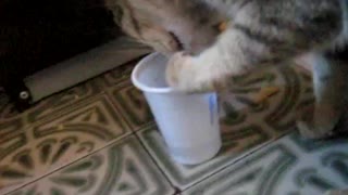 Kitten drinking from plastic cup