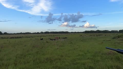 Hog Hunting on a Cattle Ranch with Air Force Texans