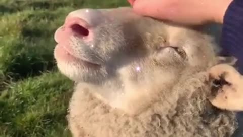 Sheep Care Guide in Under A Minute