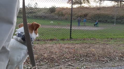 Jack Russel Terrier learns to curb his reactivity
