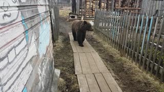 Bear Strolls Through Backyard