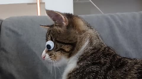 Cute Googly Eyed Kitty