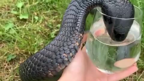 Thirsty black mamba drinks water in glass