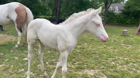 Maximum White Paint Horse - Shine