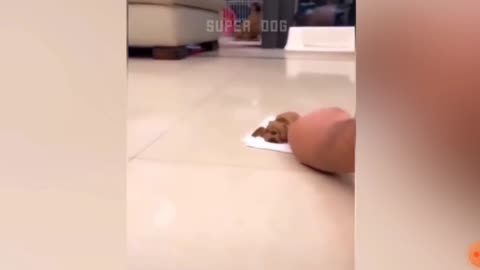 Funny Dog Reaction to Cutting Cake P1 Super Dog