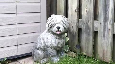 Dog confuses a stone statue for the real thing