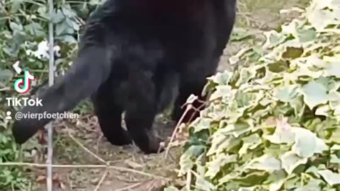My black cat in my garden