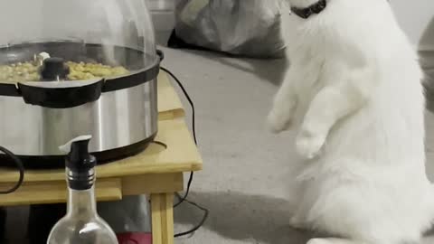 Cat Watches Popcorn Cook