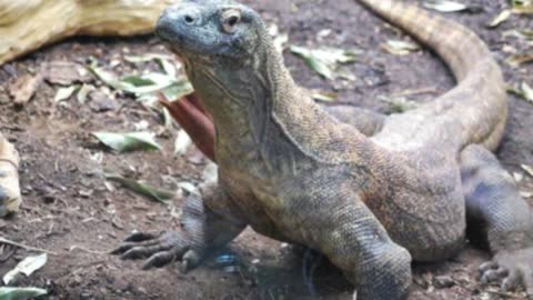 Only Seconds Komodo Dragon Swallows These Animals