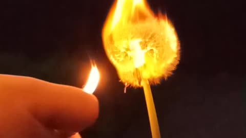 Dandelion burning slowmo