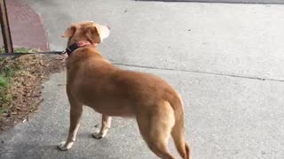 Dogs’ First Experience with Horse and Carriage