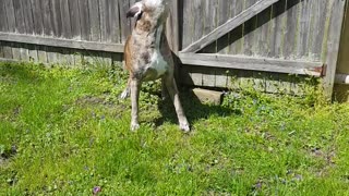 Boxer Dog Howls With The Alarm