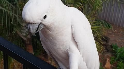 How to tame a totally wild cockatoo