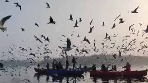 Beautiful view of seagulls flying near river