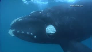 Massive whale wants human company!