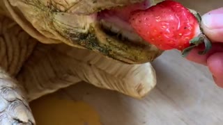 Cute animal Turtle tortoise having strawberry