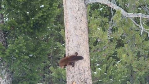 Pine Marten Chases Red Squirrel