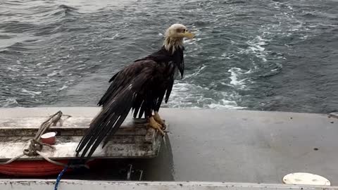 Swimming Eagle Rescued by Maine Lobstermen