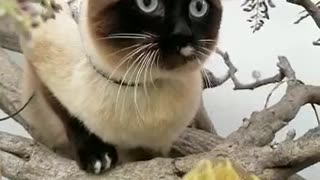 cute cat climbing tree flower