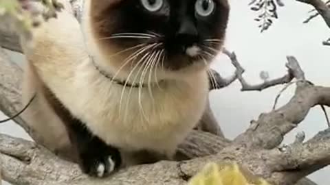 cute cat climbing tree flower