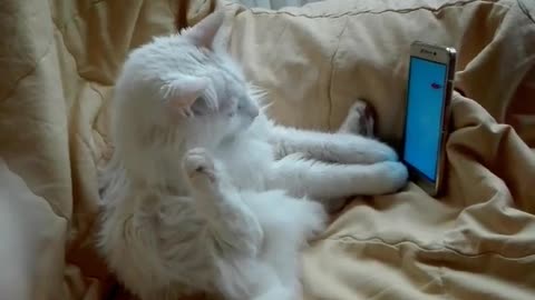 21st Century Cat